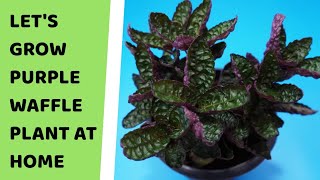 How to Grow Purple Waffle Plant at Home Fast amp Easy Method  How to Propagate Purple Waffle Plant [upl. by Brindle]