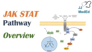 JAKSTAT Signaling Pathway [upl. by Kreegar200]