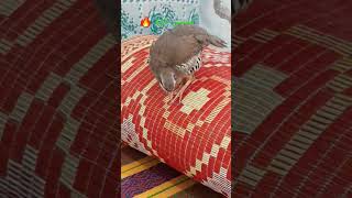 Desi shikari chokor hunting partridge bird sound of kiklik sesi دیسی شکاری چکور [upl. by Gertrude]