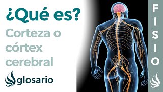 CORTEZA CEREBRAL  Qué es ubicación cómo trabaja partes y función [upl. by Evonne]