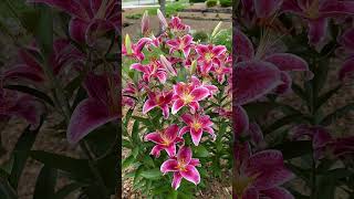 Star Gazer Lillies in full bloom [upl. by Kimmel84]