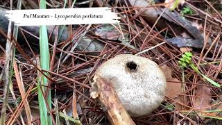 Lycoperdon perlatum – Puf Mantarı tabiat lycoperdon pufmantarı [upl. by Magner]