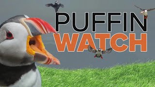 Puffin Watch Baby puffling Ama grows more curious and active [upl. by Shabbir]