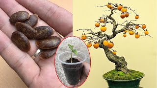 How to grow persimmon trees from store bought persimmons [upl. by Atirb193]