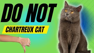 7 Reasons You SHOULD NOT Get a Chartreux Cat [upl. by Atteynot985]