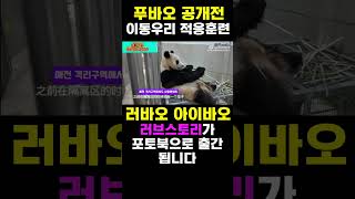 PandaTV 러바오 아이바오의 러브스토리가 포토북으로 출간됩니다  httpslinktumblbugcomRwI7JIkMcJb [upl. by Ybot984]