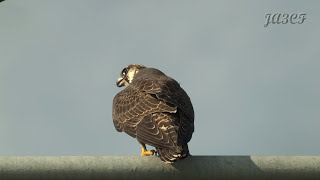 ハヤブサの鳴き声 Peregrine Falcon [upl. by Aisayt]