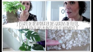 Vlog du 6 avril  j’essaye de déshydrater des grains de Kefir la folie des plantes en ce moment [upl. by Aggappe908]