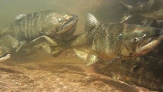 Salmon And Trout Hatchery Documentary [upl. by Kirred]