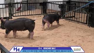 124 BERKSHIRE MALE  Heimer Hampshires Sept 23 2024 Sale [upl. by Andeee]