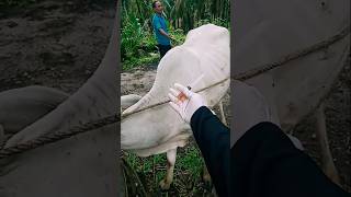 Penyuntikan vitamin pada sapi pasca diare sapi shorts animals [upl. by Heddie934]