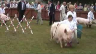 Great Yorkshire Show 2008  pigs  under 8yrs [upl. by Adnilemre]