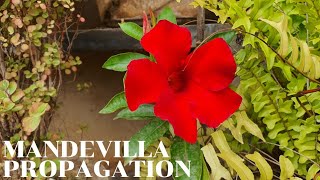 Propagate Mandevilla or Dipladenia from Stem Cuttings [upl. by Terrej620]