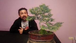 mantenimiento de chamaecyparis obtusa nana bonsai [upl. by Adnawat]