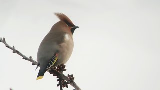 Abingdon Waxwings oxonbirdingblogspotcouk [upl. by Noirad533]