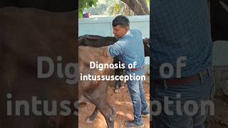 Treatment of intussusception in cowamp BuffaloPKvillagevlogvillagefunnyvideoviralvideoyoutubesho [upl. by Chucho]