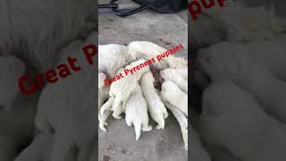 Great Pyrenees Puppies nursing shorts puppiesnursing puppiesbarking homestead [upl. by Alioz]