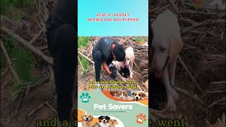 Help the dog family pets animalrescuer cutedog doglover rescue animals doglover [upl. by Ordnazil]