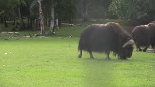 Muskox Waddle [upl. by Ulda]