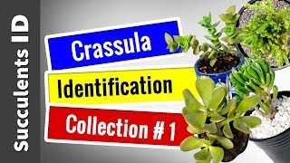 SUCCULENT TYPES  CRASSULA Collection 1  Succulent Identification [upl. by Nurse]