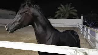 Rare Black Arabian horse  حصان عربي اسود أدهم نادر [upl. by Alra]