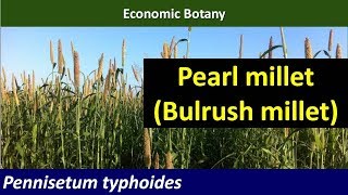 Economic Botany of Pearl Millet Bulrush millet [upl. by Broddie]