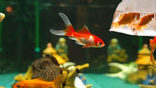 Fish acclimation How to properly acclimate new aquarium fish How to add a new fish to your fish tank [upl. by Alatea240]