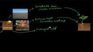 Seed dormancy  Plant growth and development  Biology  Khan Academy [upl. by Hizar]