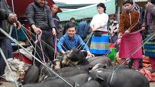 Robert sells pigs at the highland market Green forest life [upl. by Eedya768]