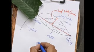 Leaf Anatomy and physiology and biochemistry PART2 [upl. by Tayler587]