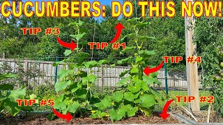 Your Cucumbers Will LOVE You For This 5 Things To Do NOW [upl. by Legna]