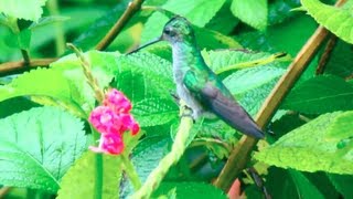 Hummingbirds in Costa Rica  Kolibris in Costa Rica  Welcome to the Jungle [upl. by Aidas109]