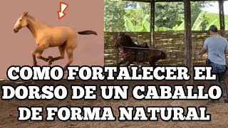 COMO FORTALECER EL DORSO DE UN CABALLO DE FORMA NATURAL [upl. by Buckingham]