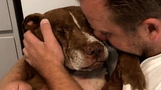 Senior shelter dog was desperate for love Then he found the perfect home [upl. by Ibed]