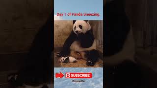 Panda Sneezing fyp funny nature [upl. by Olnay]