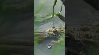 Ces Grenouilles Gèlent en Hiver  🐸❄️ [upl. by Amadeo]