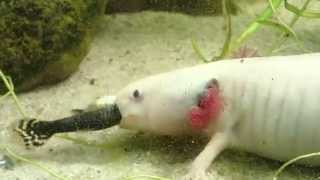 Axolotl swallows Guppy whole  Axolotl frisst Guppy Ambystoma mexicanum [upl. by Ion116]