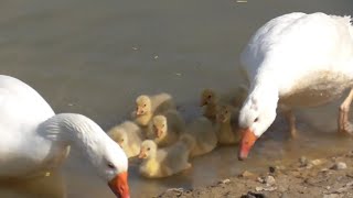 Embden Geese White Geese with 8 Goslings [upl. by Skees]