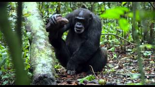 Chimpancés Herramientas de Poder  Disneynature [upl. by Annaohj574]