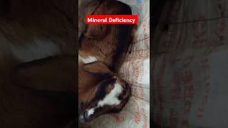 Vitamin and Mineral Deficiency in a Goat [upl. by Ela]