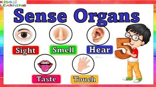 Sense organs  Five sense  Sense organs name for kids [upl. by Minnaminnie]