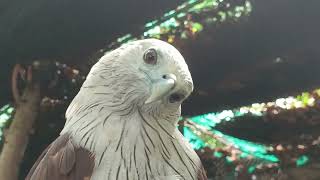 Brahminy Kite and Other Birds in Phnom Tamao Zoo [upl. by Marty124]