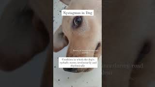 Nystagmus in Labrador Dog  Rolling of eye ball veterinarypetshala shortfeed shorts ytshorts [upl. by Rebah]