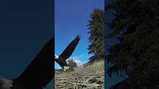 American Bald Eagle Hunting The Ultimate Guide [upl. by Ynor]