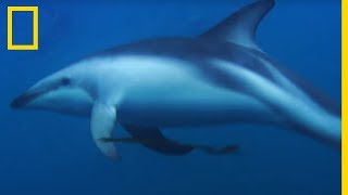 Les dauphins obscurs créatures mystérieuses et fascinantes [upl. by Tedmund]