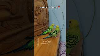 Lamhe ye phir na aane  Dil Ibadat  shorts song music lovebirds budgies [upl. by Ykcor507]