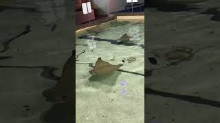 Stingrays Everywhere stingray stingrayfish stingrays aquarium aquariumshorts [upl. by Ahsiei]