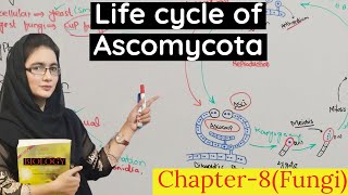 Ascomycota class 11 life cycle of Ascomycota  urduhindi [upl. by Cammi]