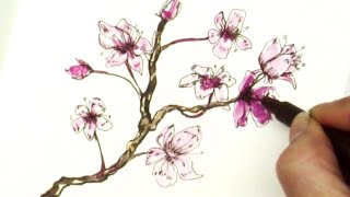 Easy How to Draw a Sakura Cherry Blossom Branch [upl. by Aikas]