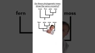 Phylogenetics [upl. by Christy268]